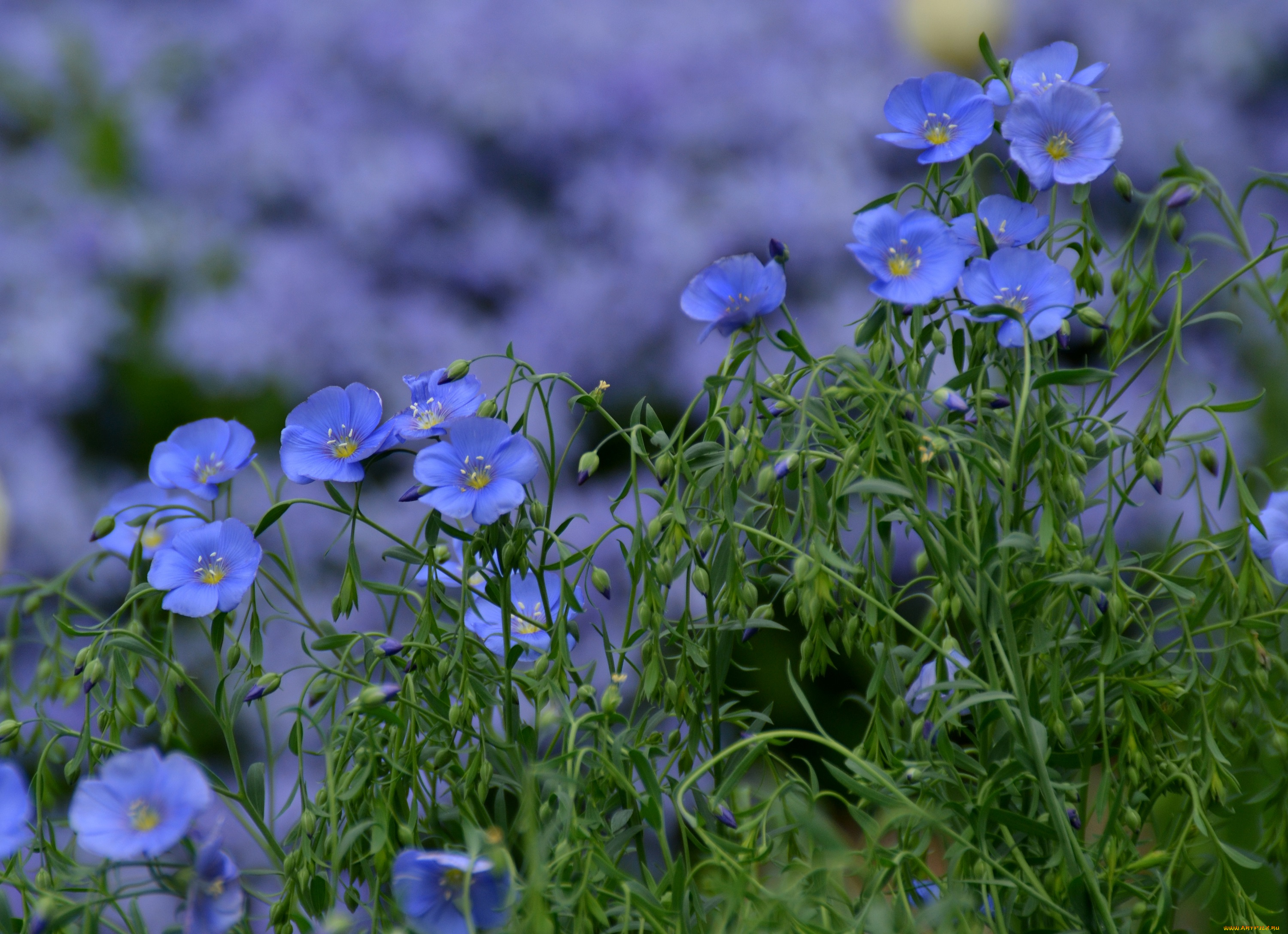цветы, голубые, ленок, синие
