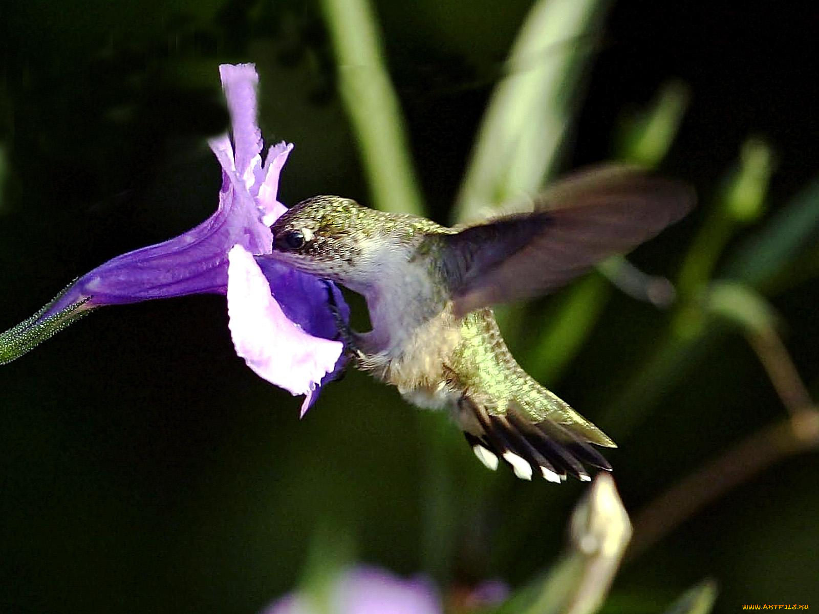 doing, what, hummer, does, best, животные, колибри