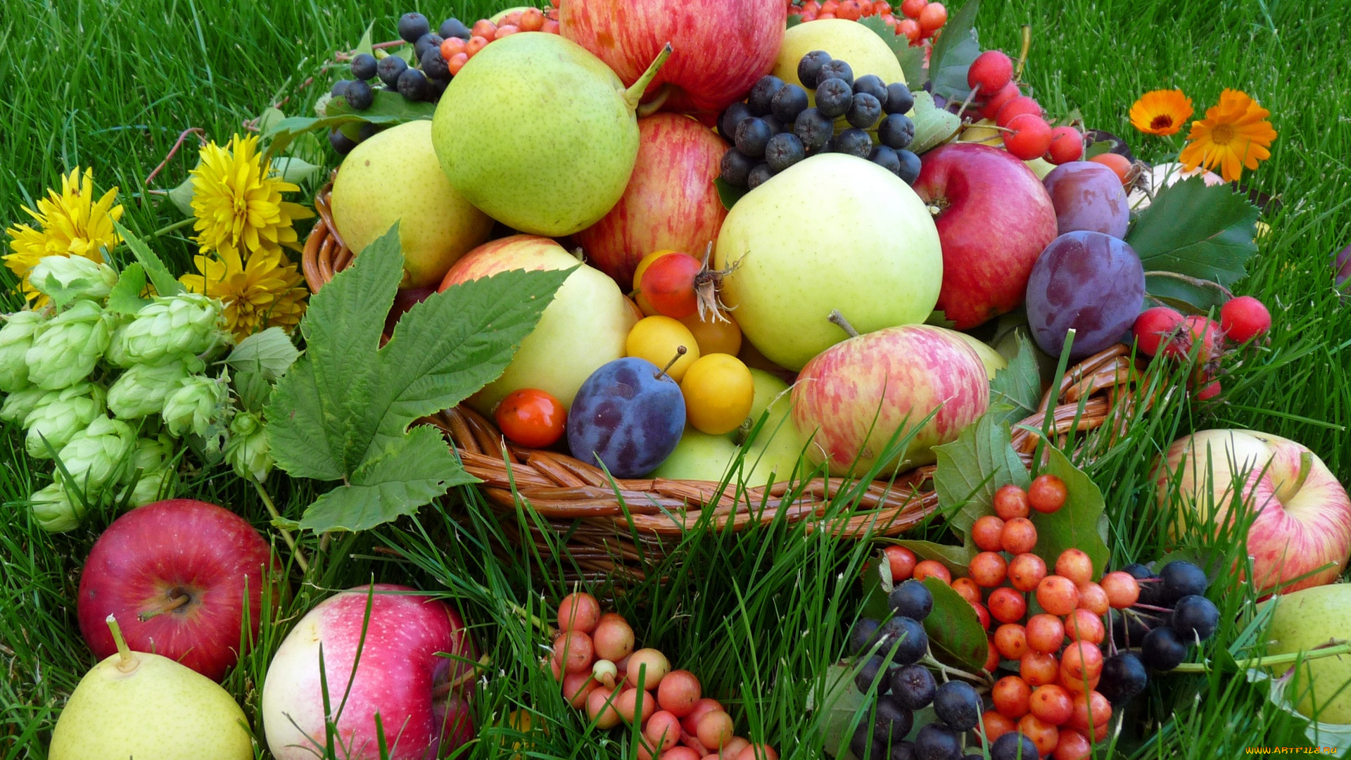 еда, фрукты, ягоды, витамины, дары, природы, виноград, яблоки, сливы, россыпь, фруктов
