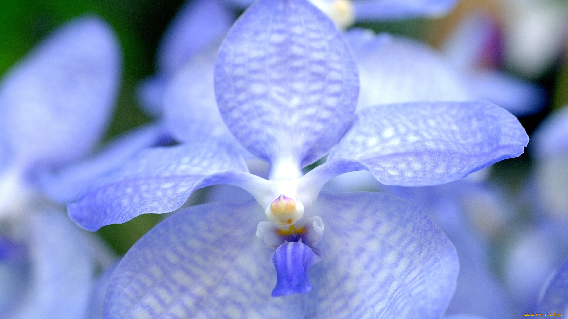 цветы, орхидеи, голубой, экзотика
