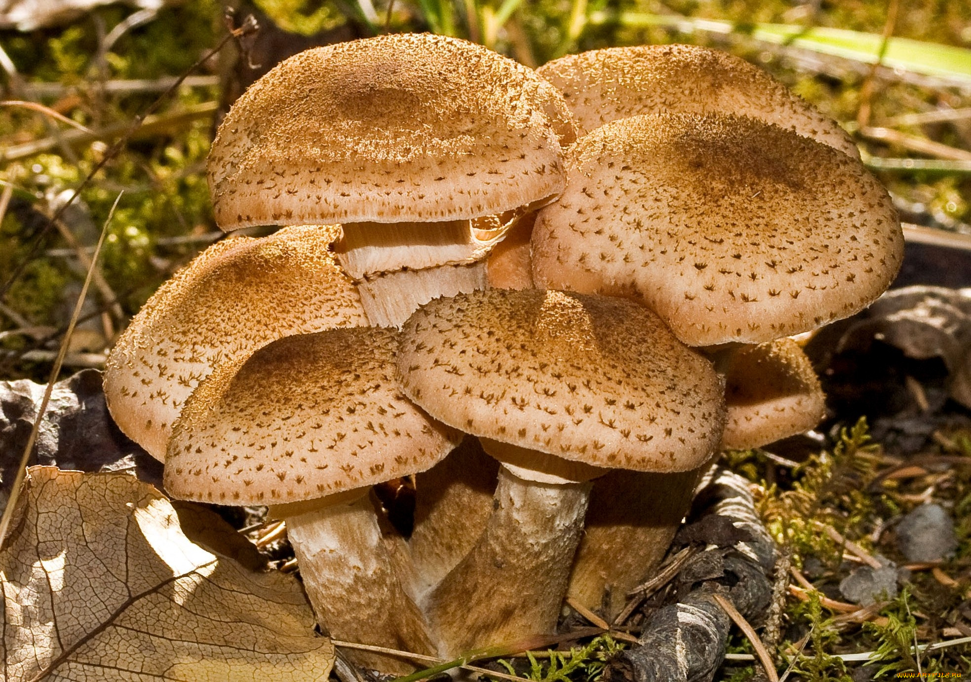 Типа грибы. Успенские опята. Опенок осенний (Armillariella mellea). Опёнок луковичноногий (Armillaria cepistipes). Опёнок осенний съедобные грибы.