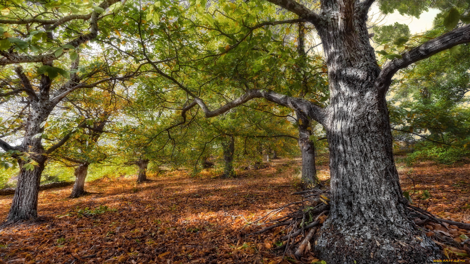 autumn, природа, деревья, дерево, осень, лес, листва