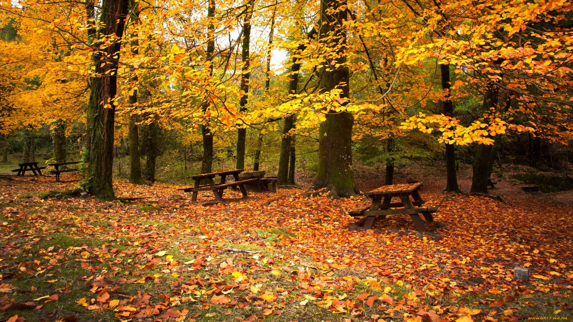 autumn, природа, лес, листва, скамейки, осень