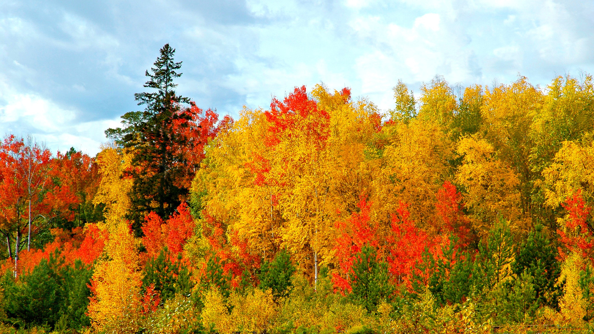 autumn, природа, лес, осенний, краски