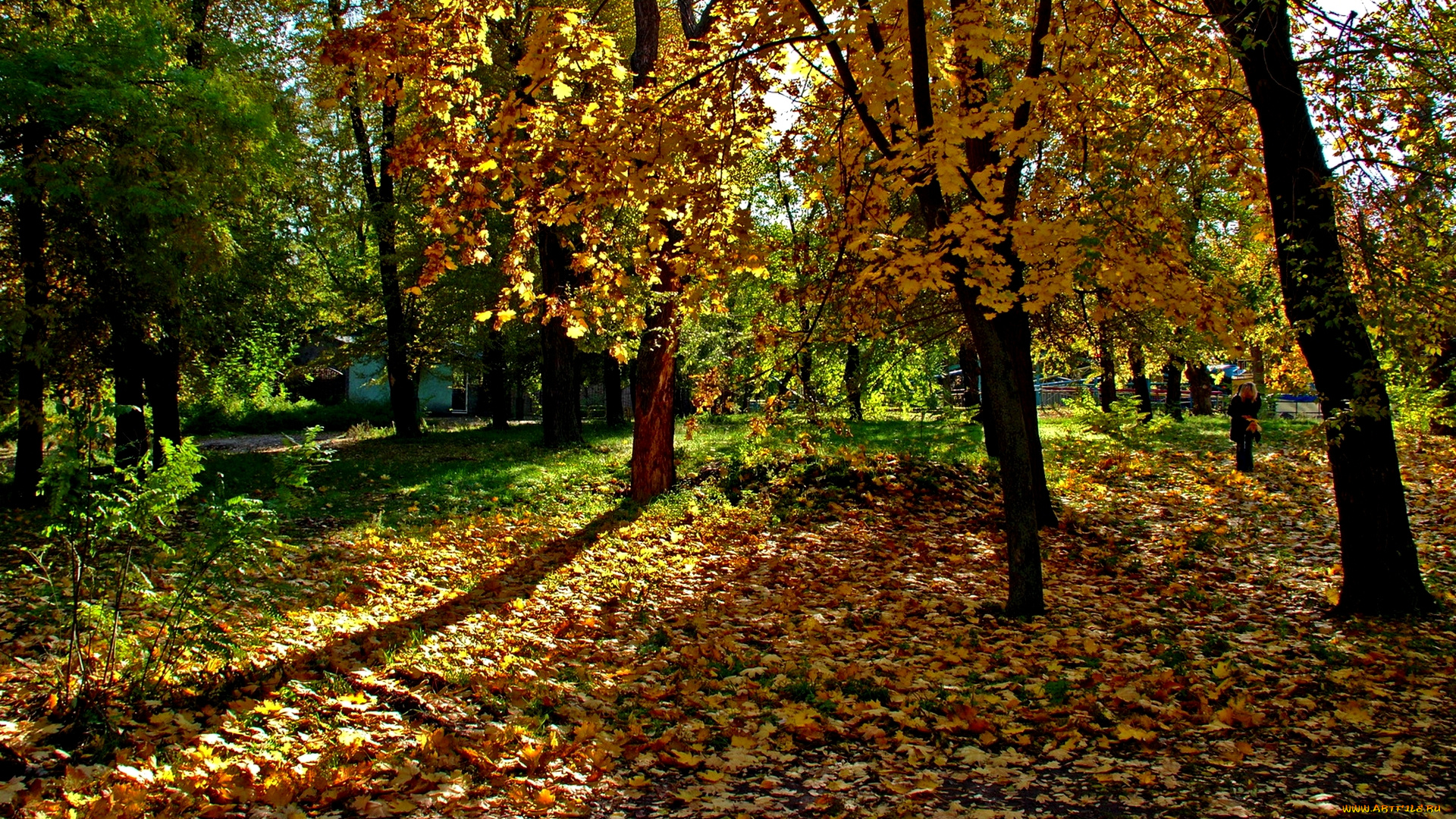 autumn, природа, парк, листва, поляна, лес, осень