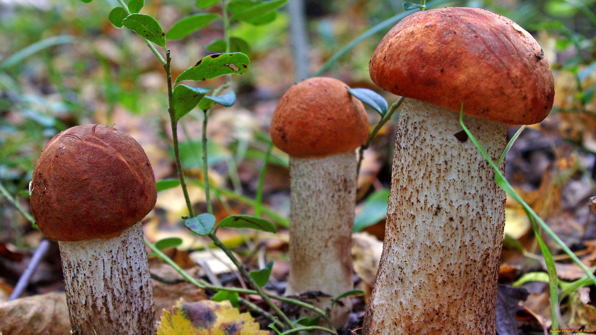 природа, грибы, листва