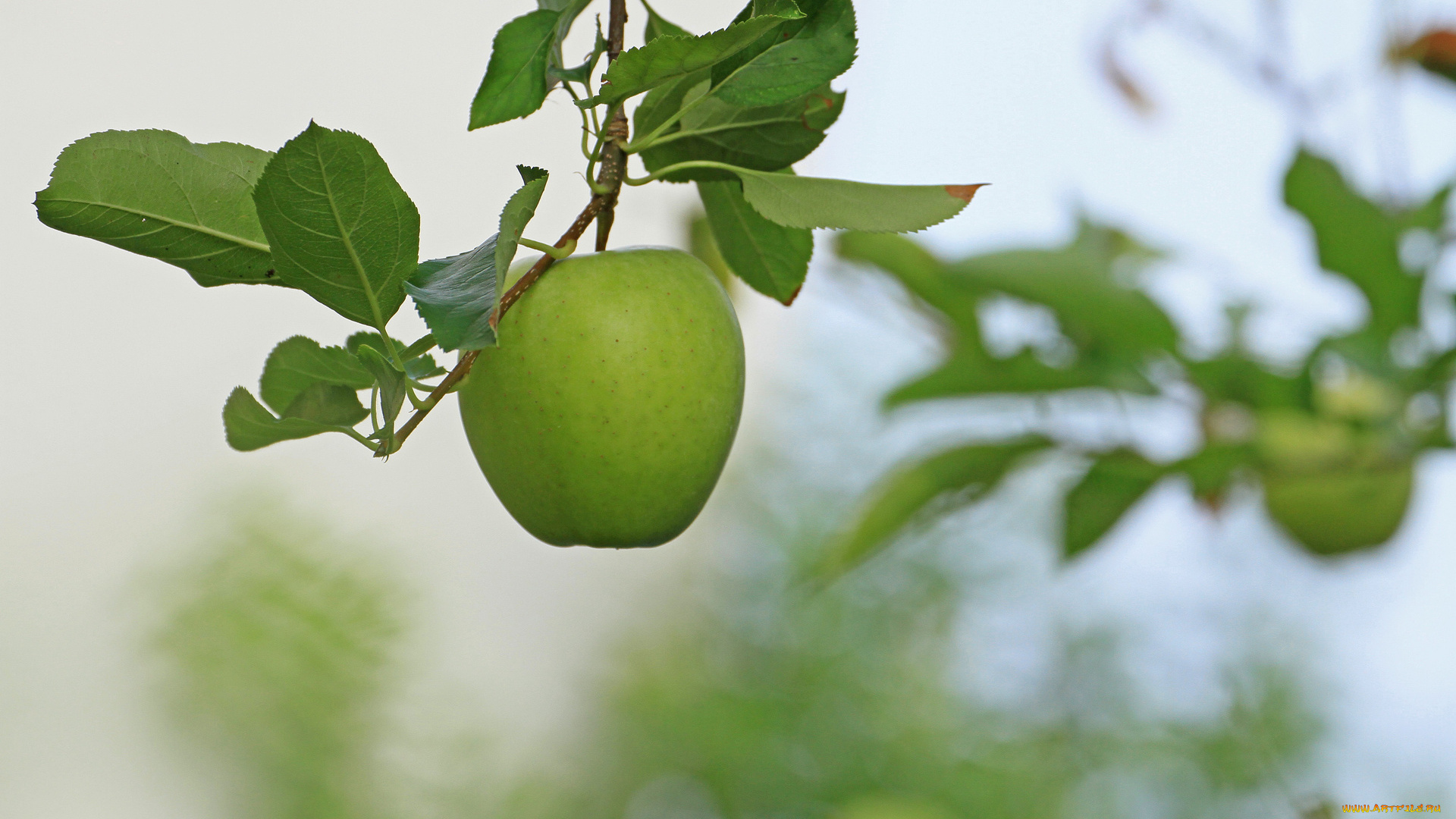 природа, плоды, ветка, яблоко