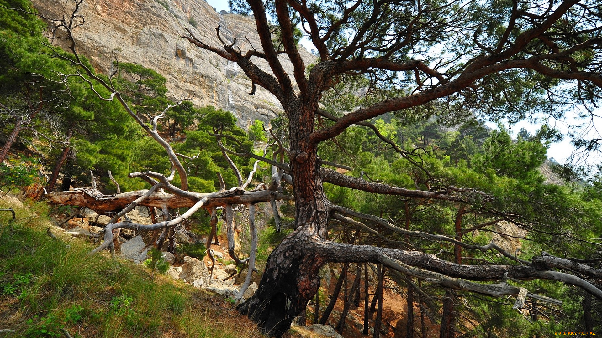 tree, on, hill, slope, природа, деревья, дерево, склон, скалы, горы