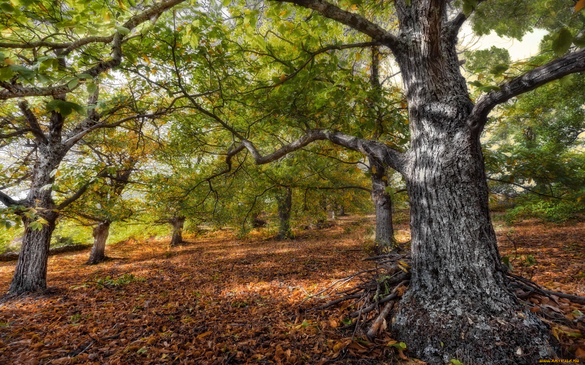 autumn, природа, деревья, дерево, осень, лес, листва