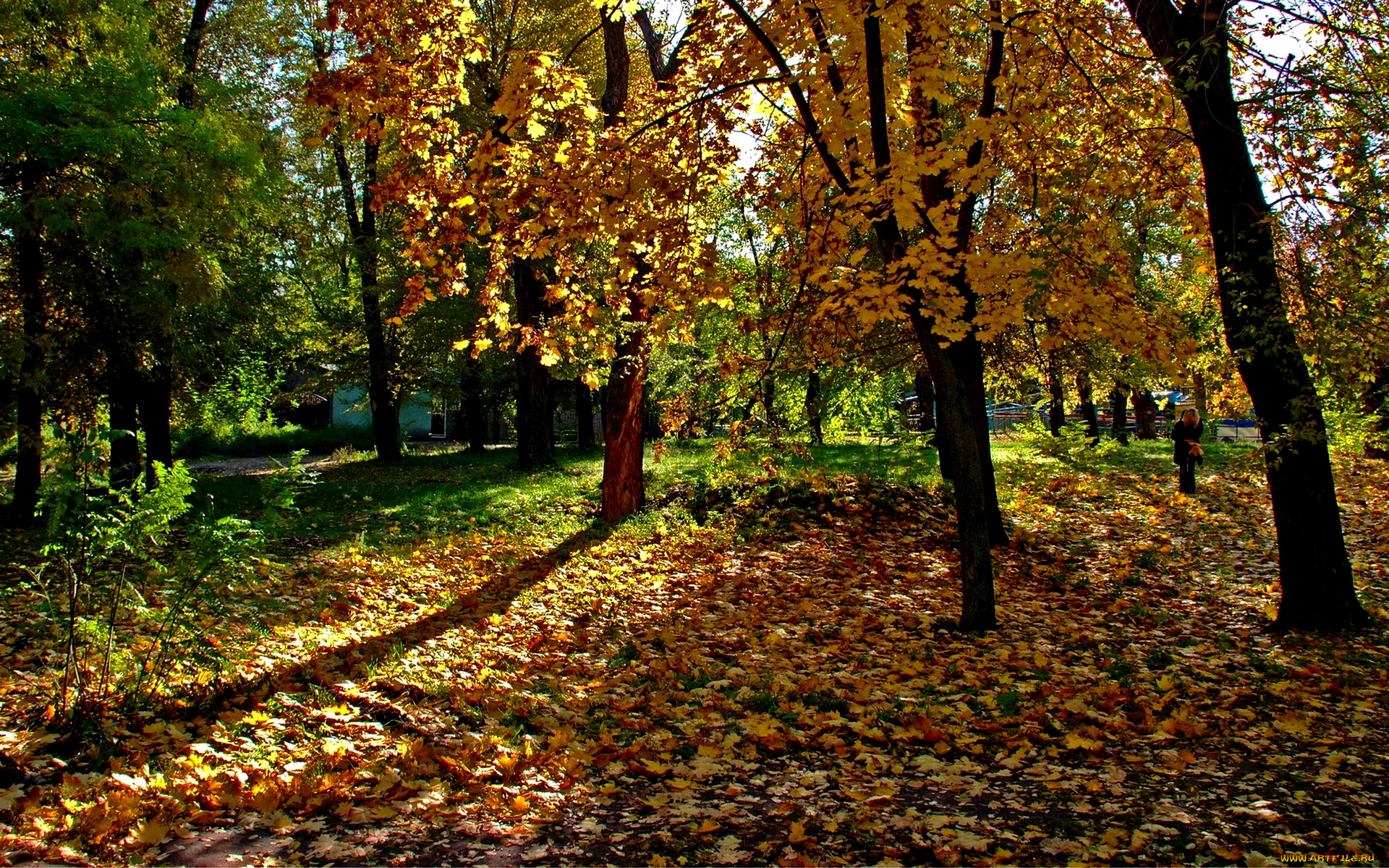 autumn, природа, парк, листва, поляна, лес, осень