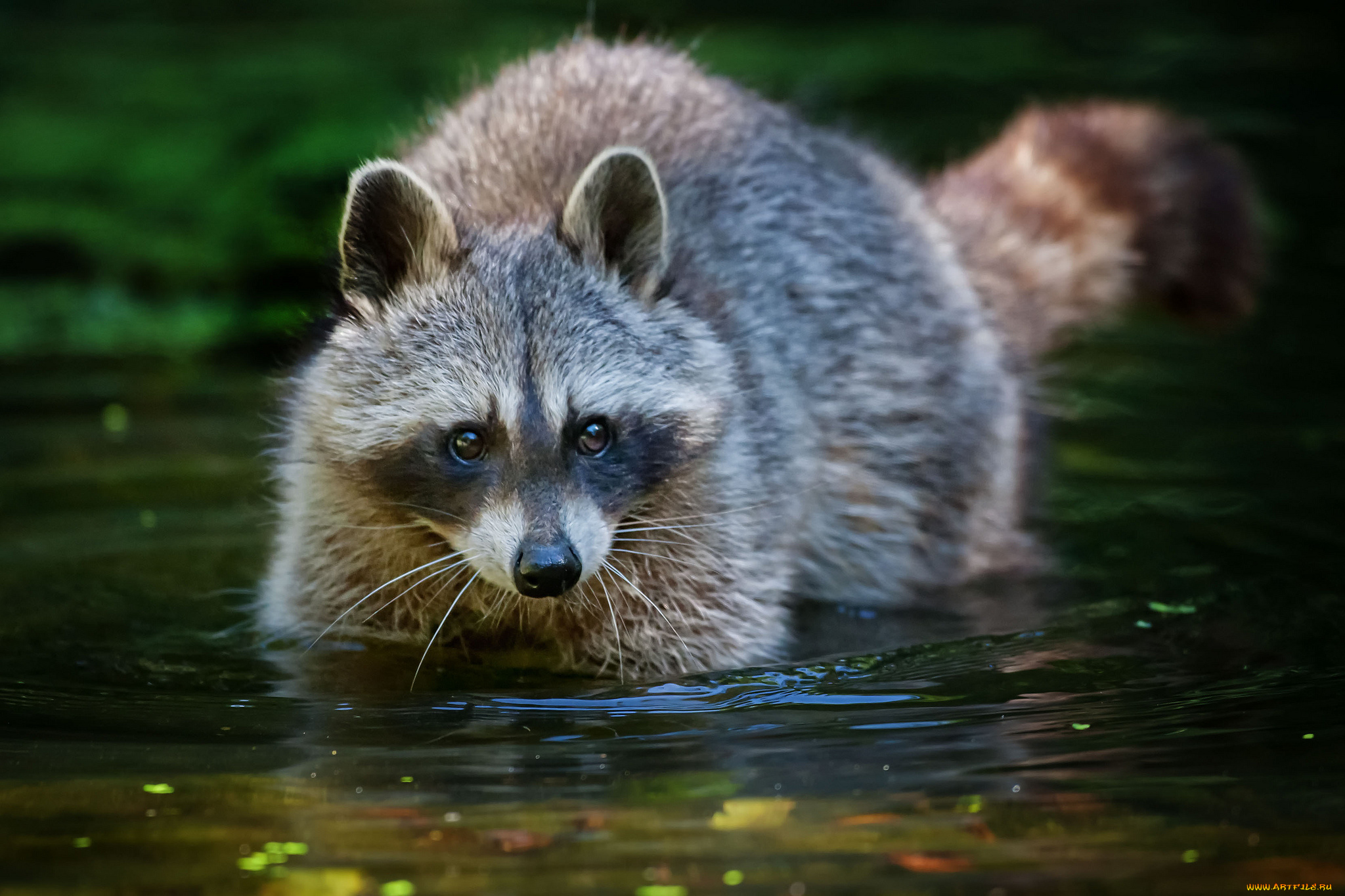 природа животные енот nature animals raccoon бесплатно