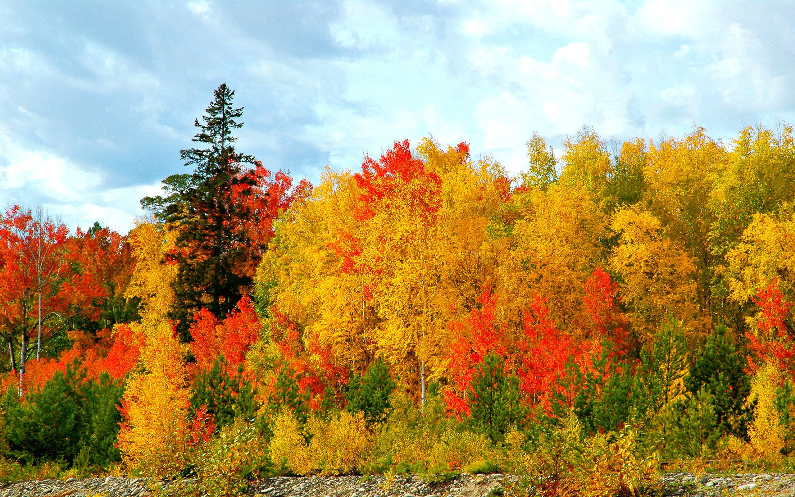 autumn, природа, лес, осенний, краски