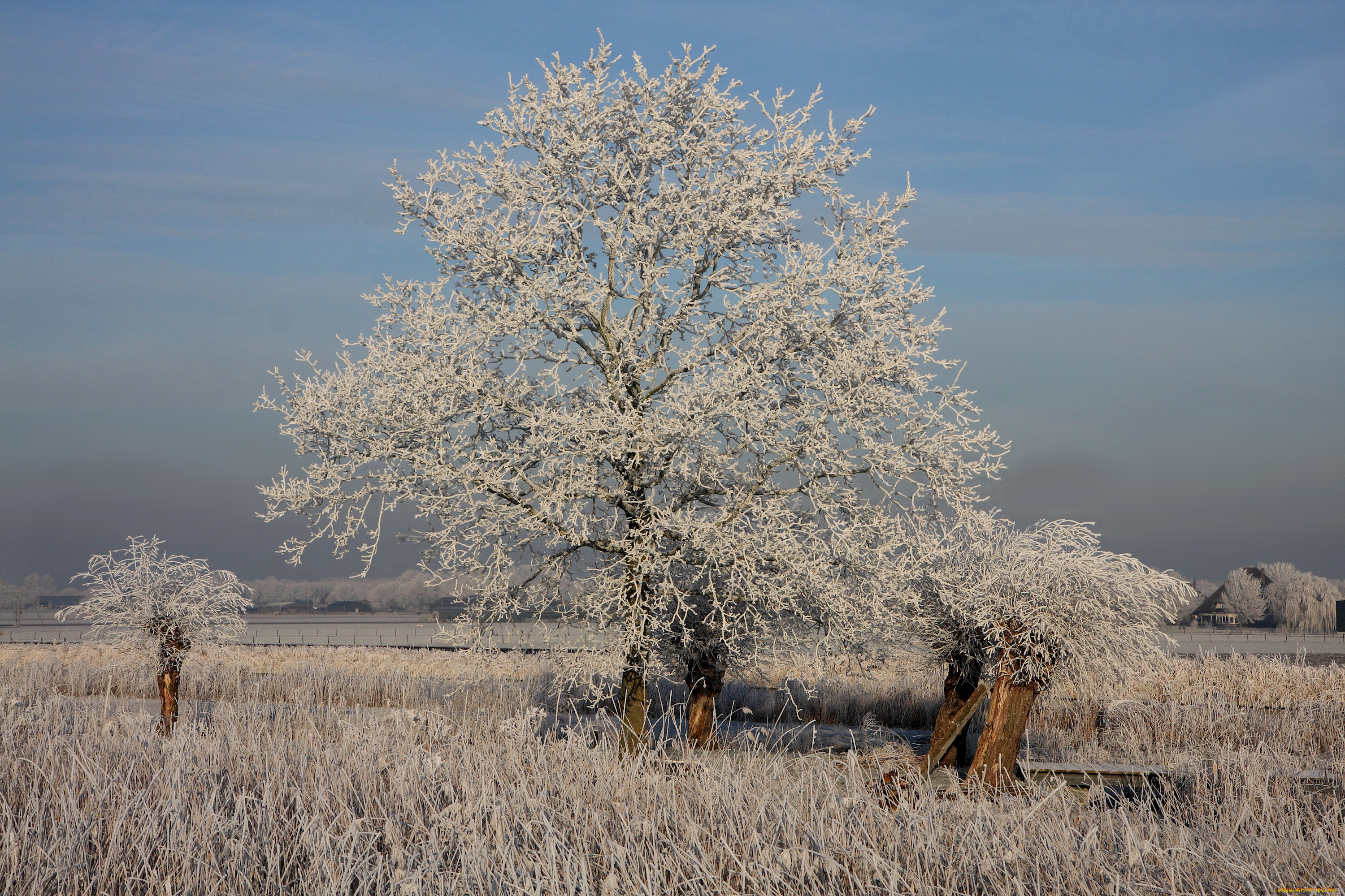 природа, зима, trees, ice, grass, winter