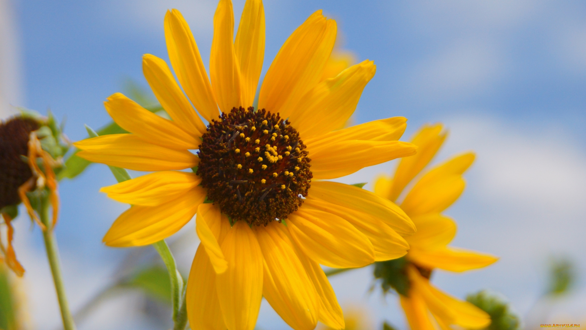 цветы, подсолнухи, подсолнух, flowers, petals, sunflower, цветение, лепестки, bloom