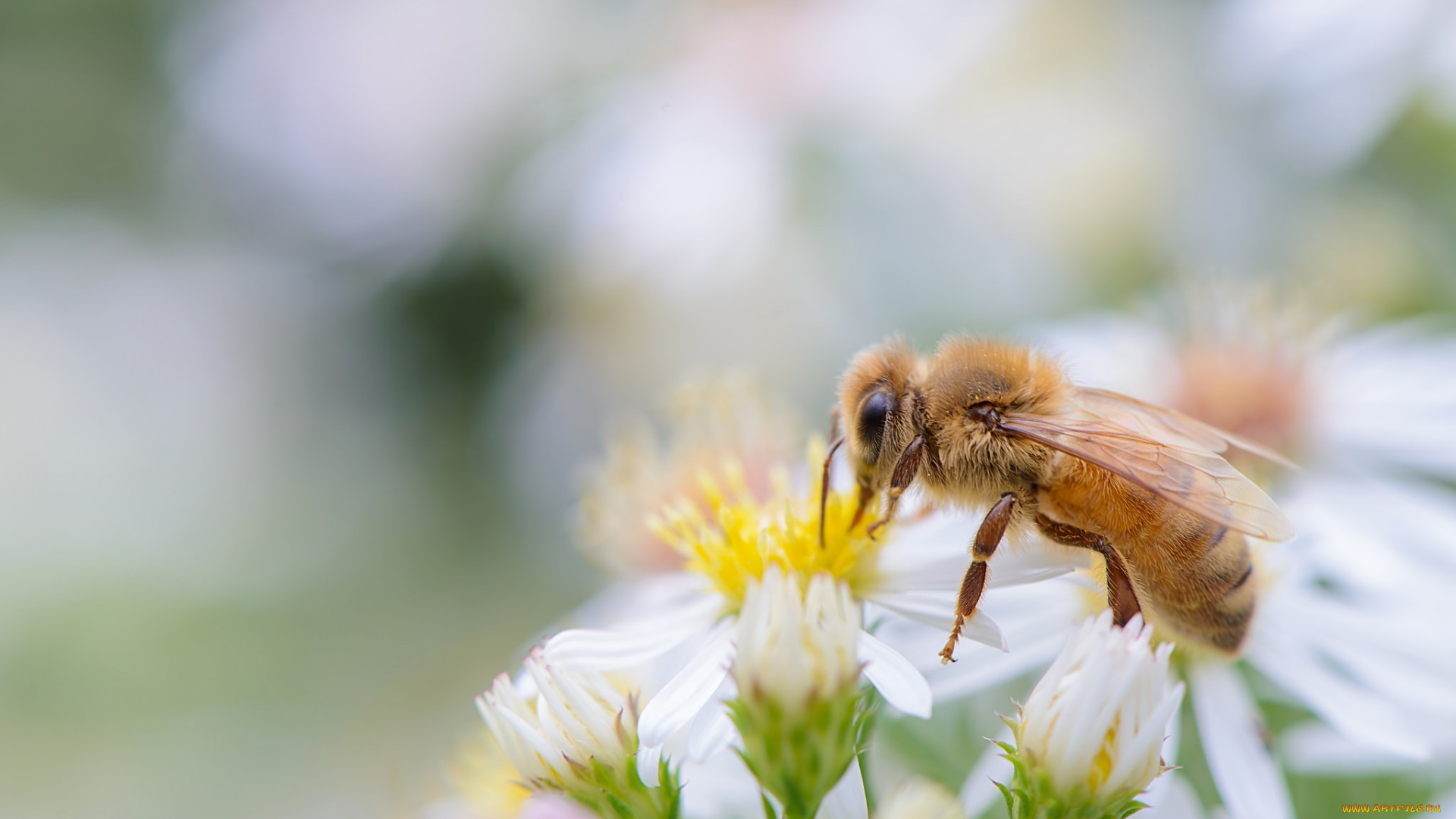 животные, пчелы, , осы, , шмели, собирает, пыльцу, пчела, цветы, белые