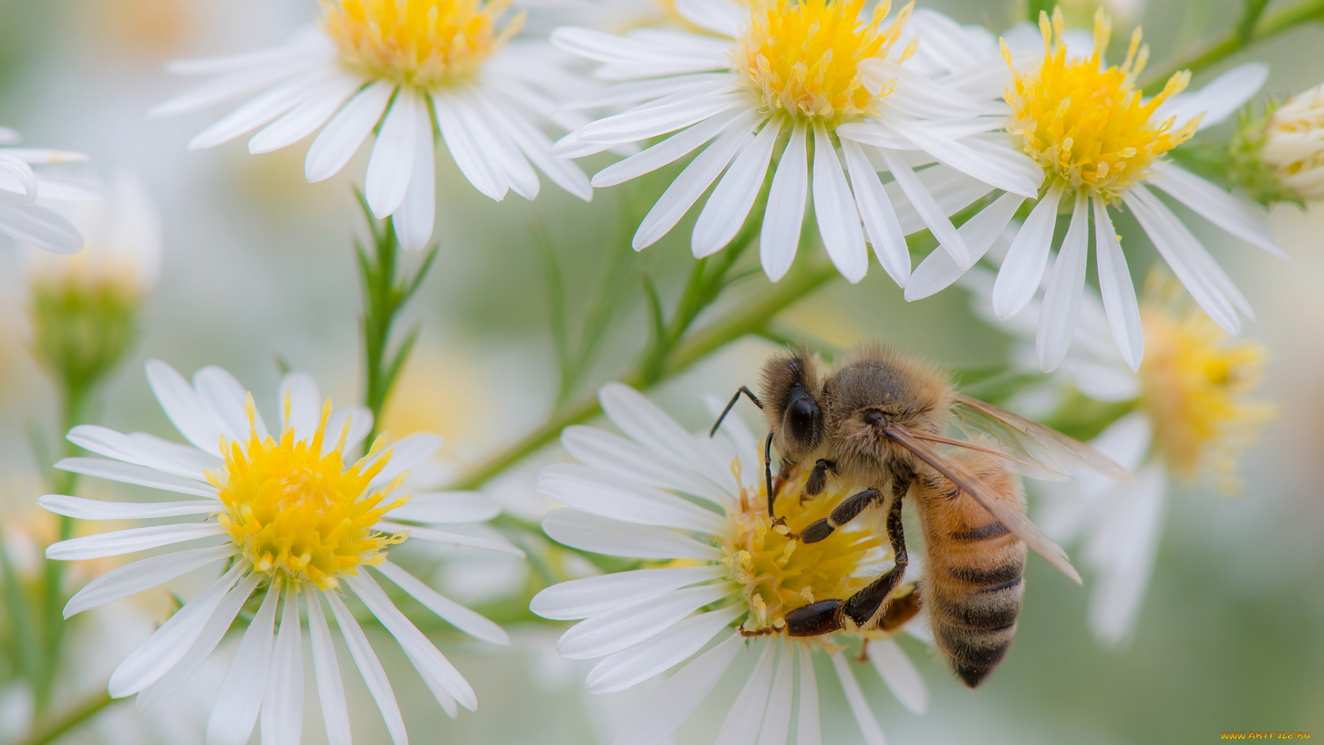 животные, пчелы, , осы, , шмели, собирает, пыльцу, пчела, белые, цветы