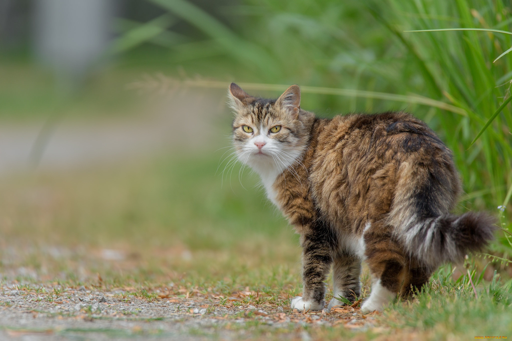 животные, коты, взгляд, пушистая, трава, кот, кошка