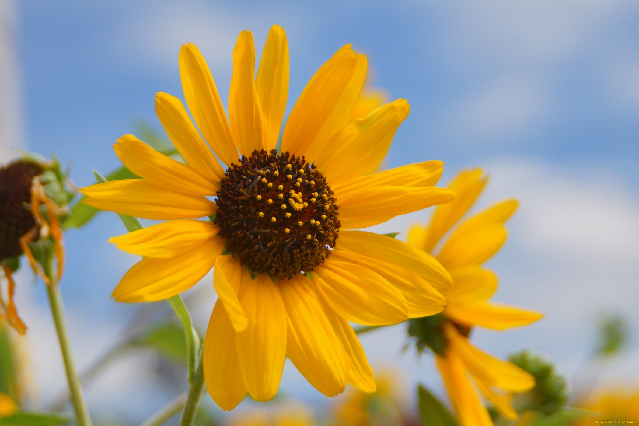 цветы, подсолнухи, подсолнух, flowers, petals, sunflower, цветение, лепестки, bloom