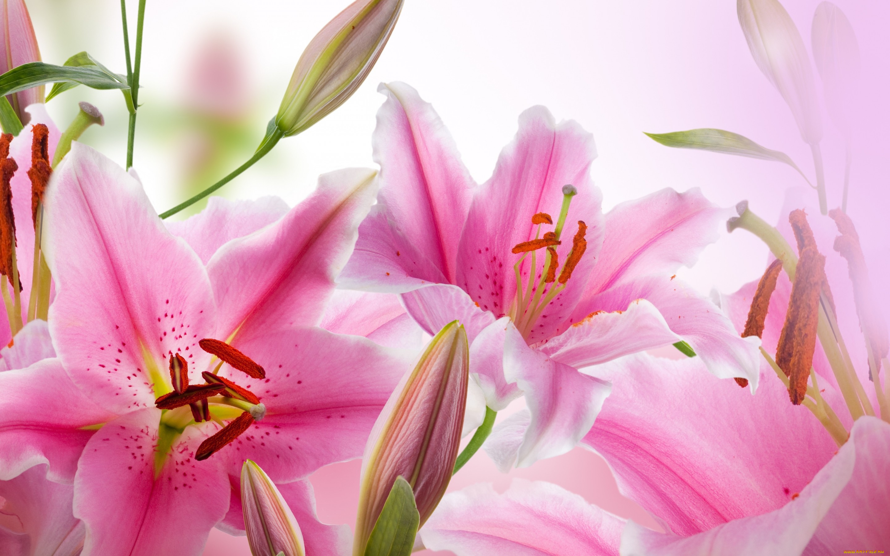 цветы, лилии, , лилейники, розовая, лилия, pink, lily, цветение, blossoms, листья, лепестки, бутоны, leaves, buds, petals