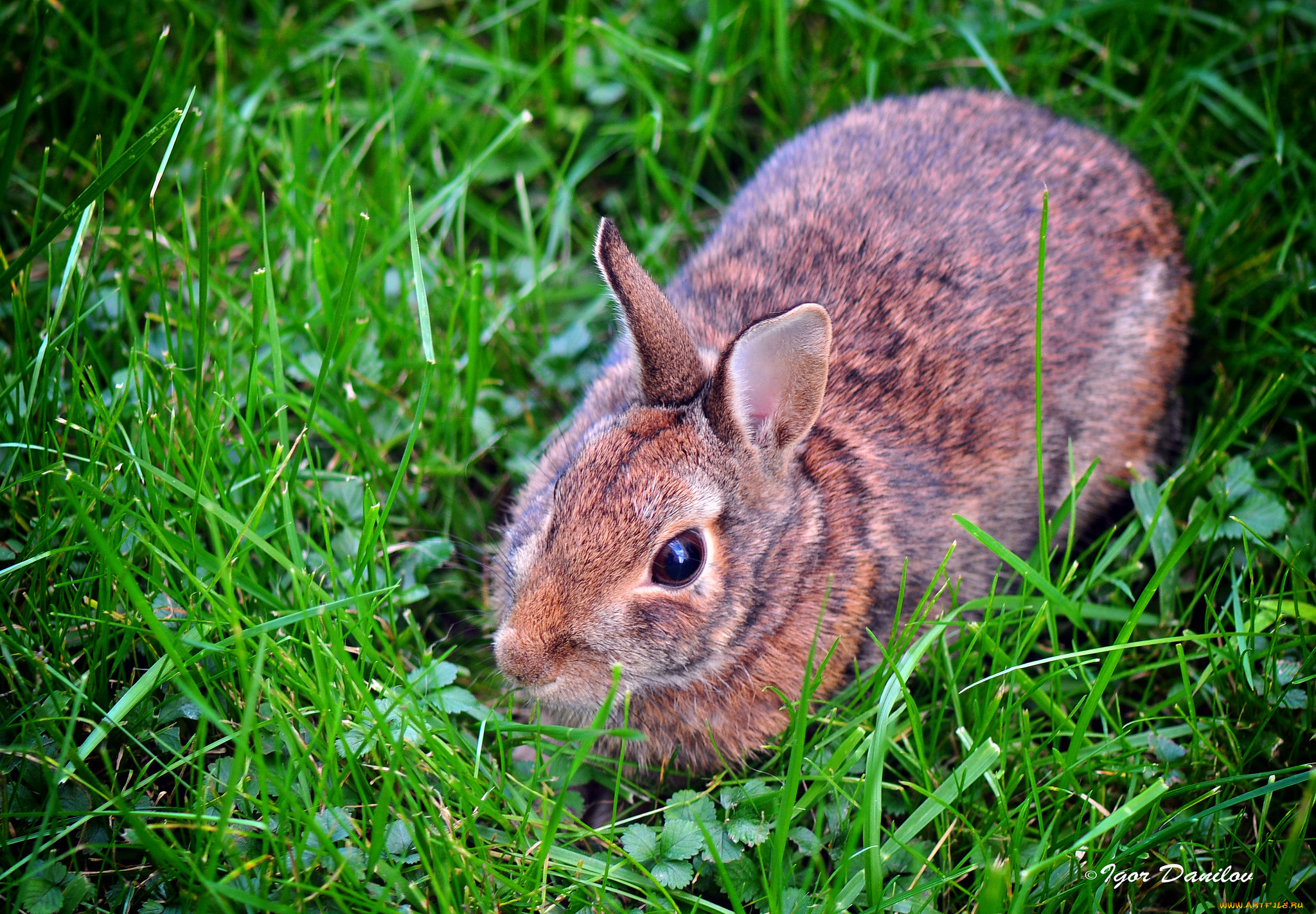 животные, кролики, , зайцы, кролик, луг, трава