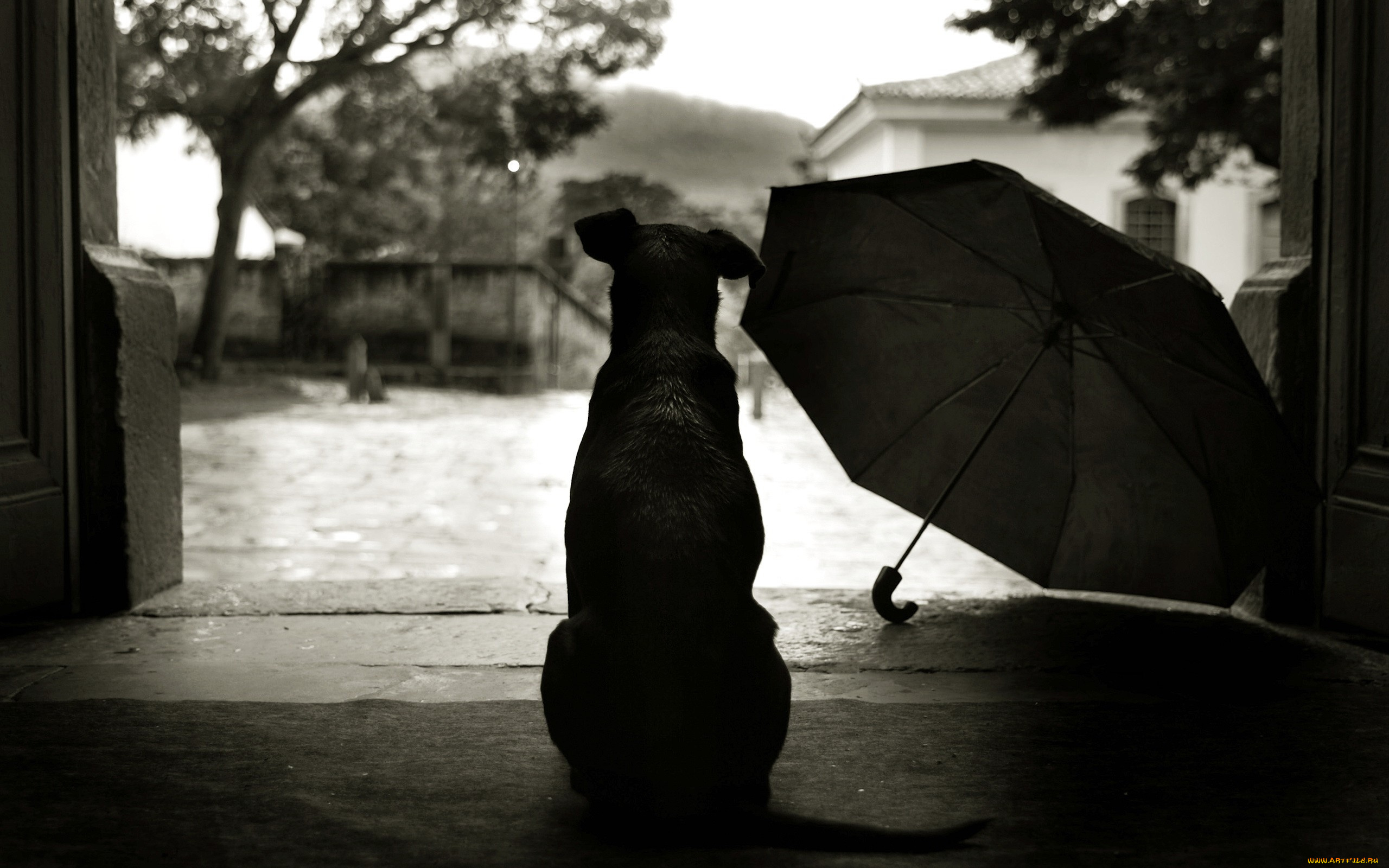 животные, собаки, собака, порог, двор, зонт, спина, пес