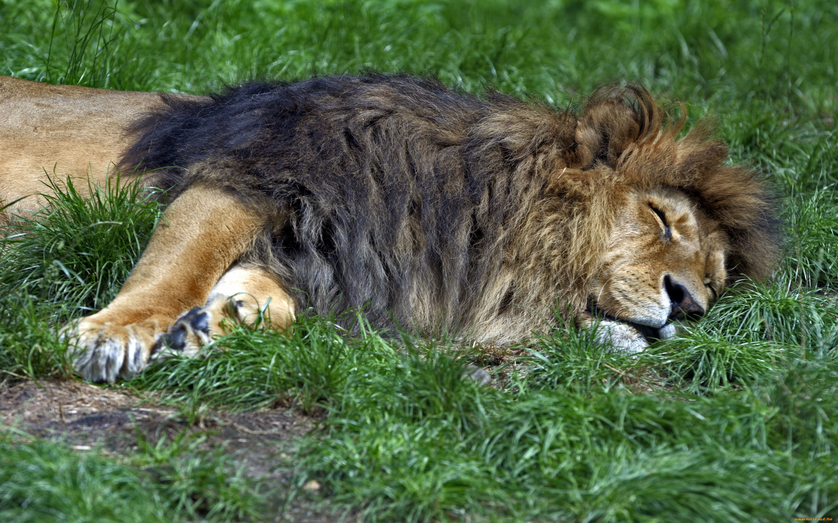 животные, львы, лев, трава, сон, отдых, кошка