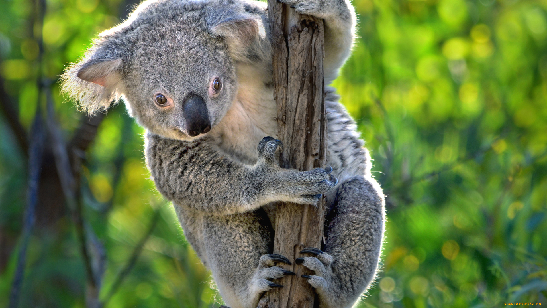 животные, коалы, австралия, сумчатое, коала