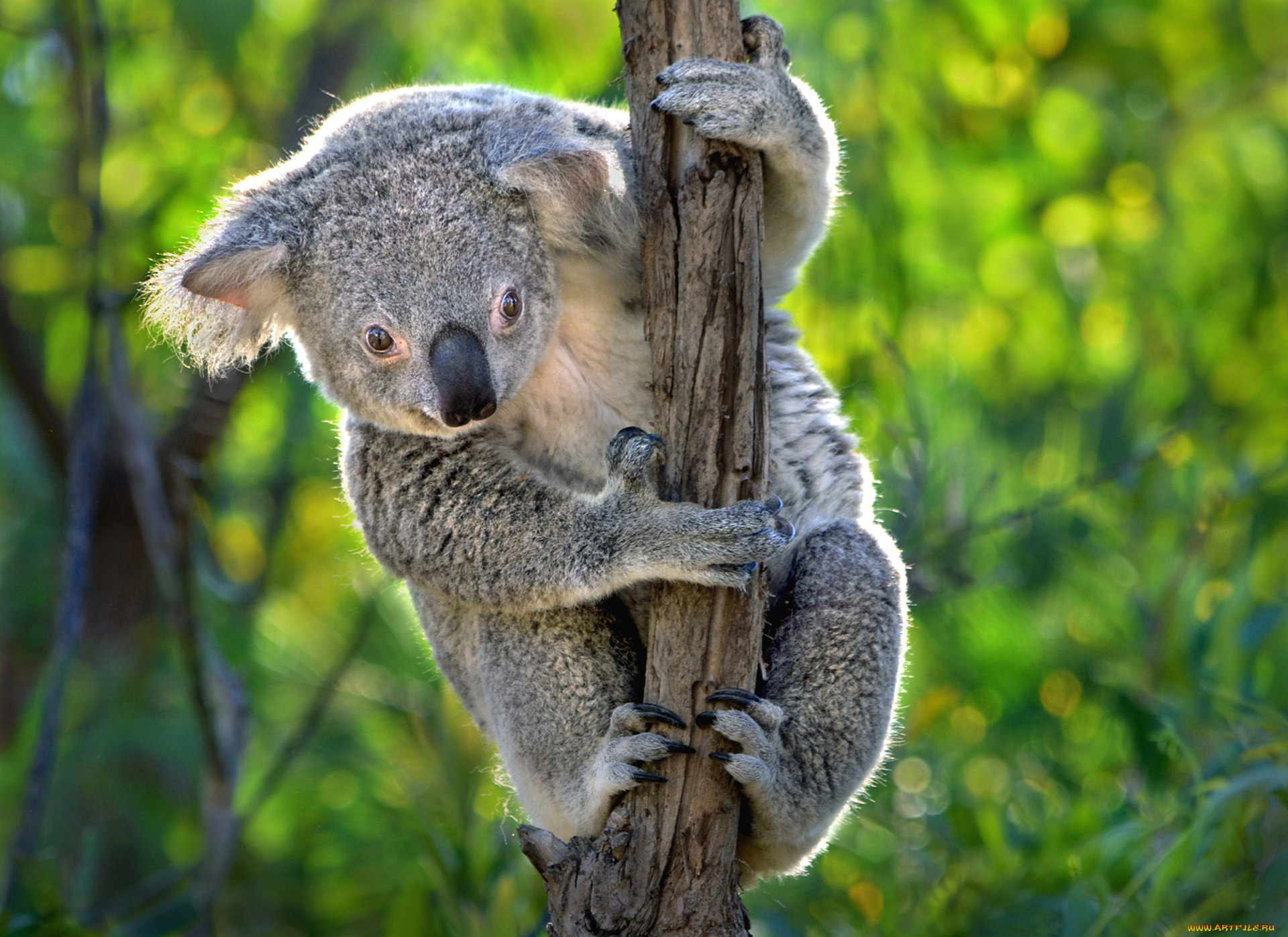 животные, коалы, австралия, сумчатое, коала