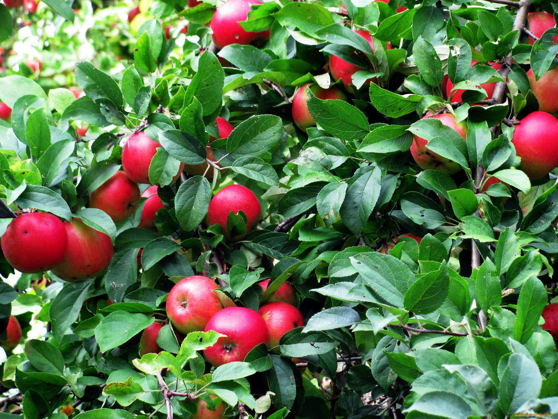 природа, плоды, яблоки, урожай