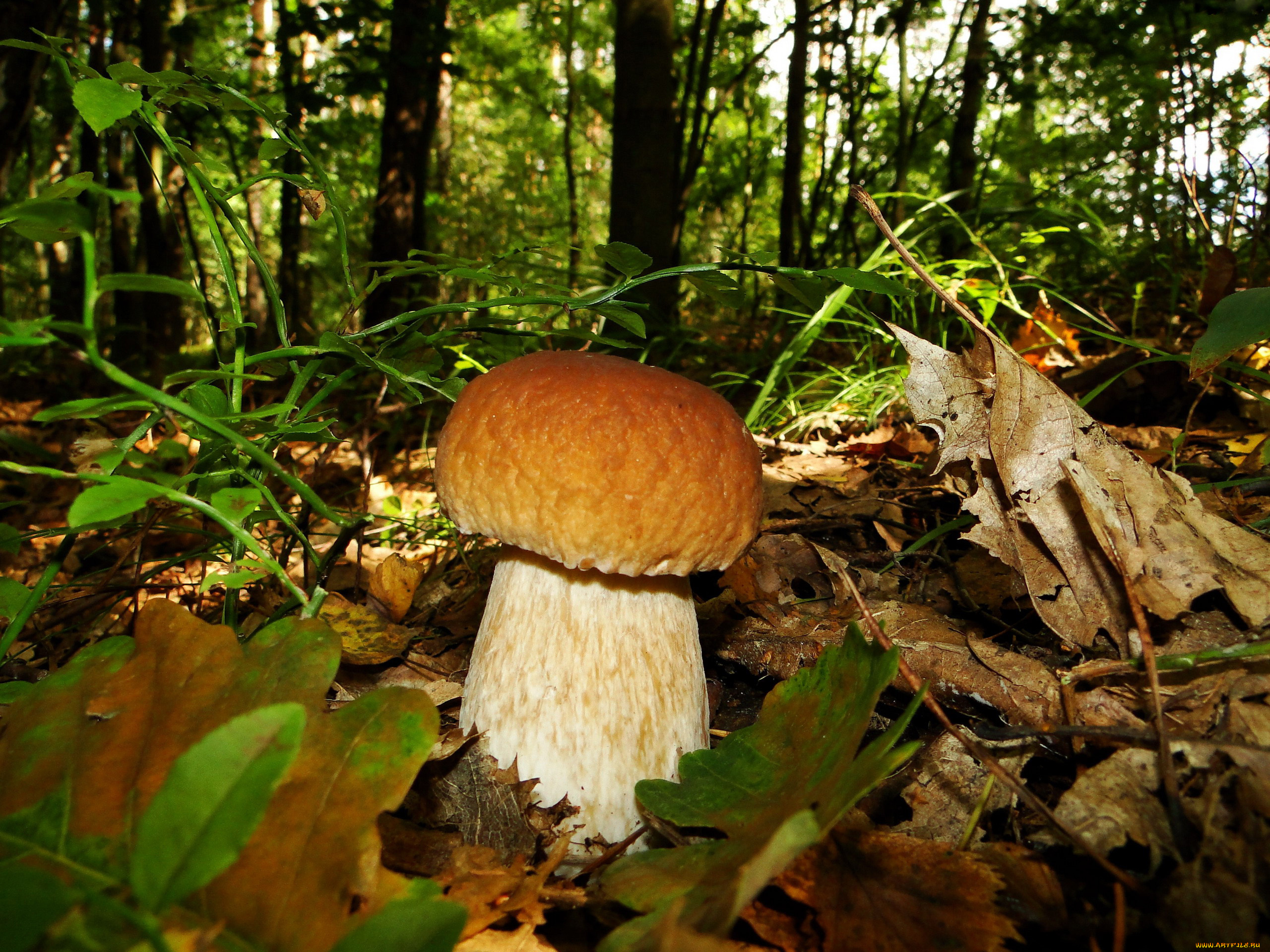 природа, грибы, листья, боровик, белый, гриб