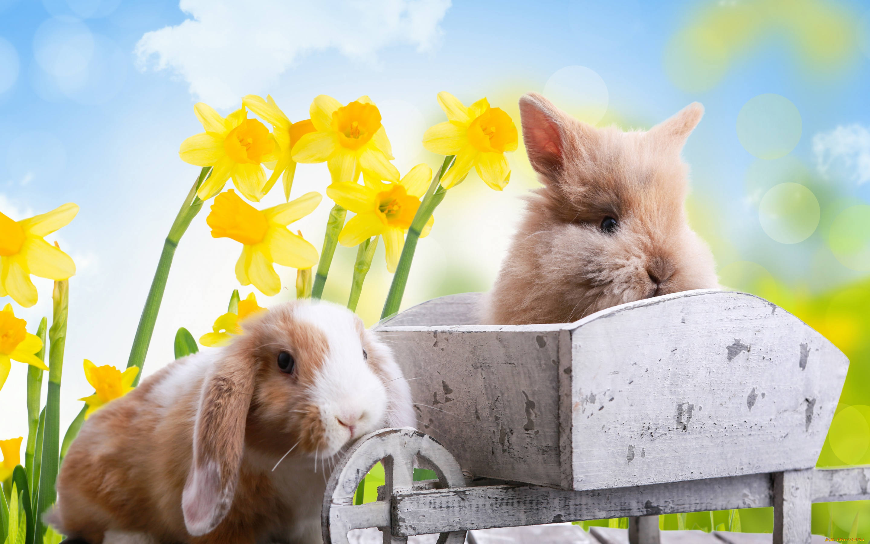животные, кролики, , зайцы, цветы, праздник, природа, нарциссы, пасха, доски, тележка, easter, облака, небо, весна