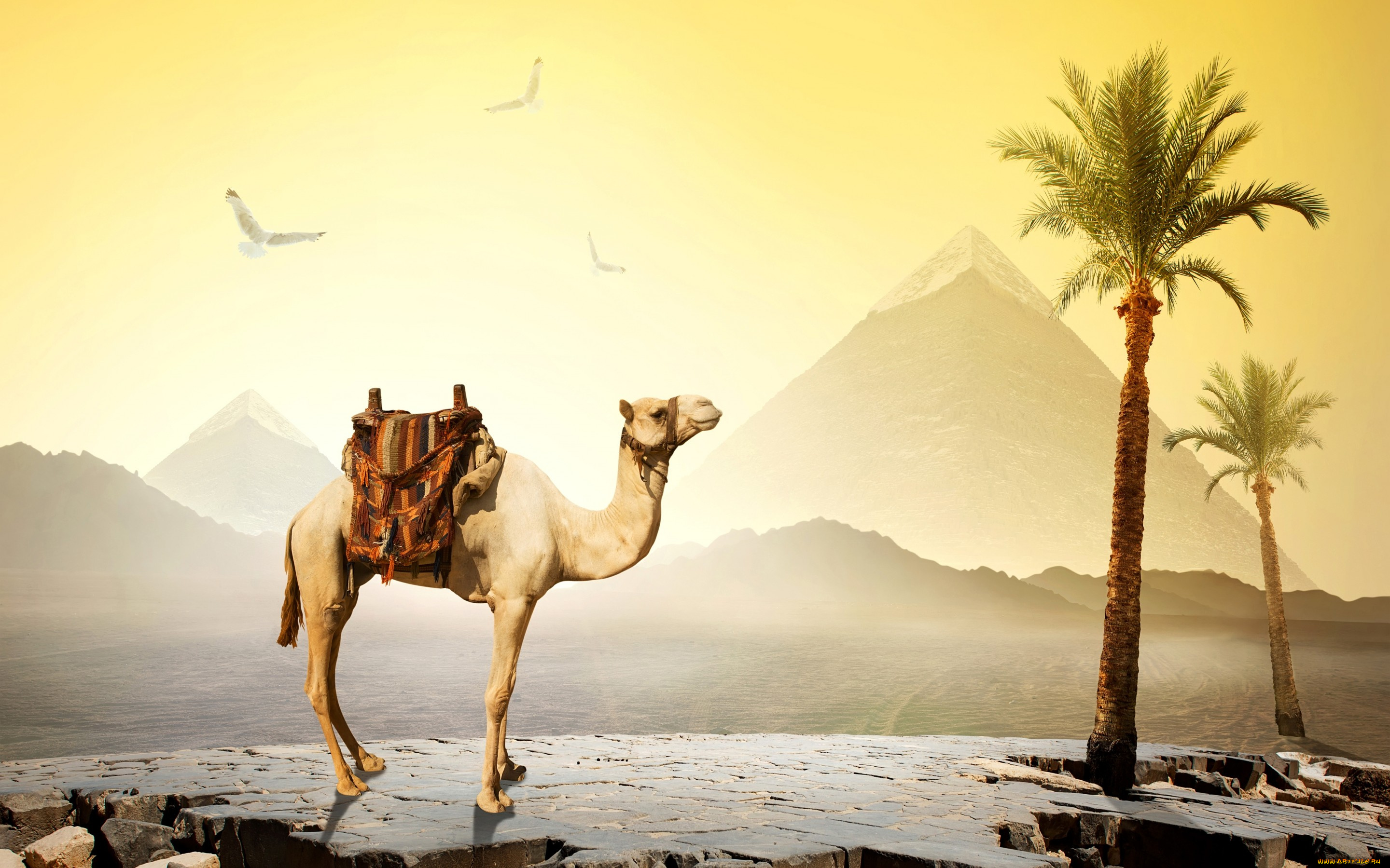 животные, верблюды, пирамиды, верблюд, египет, пустыня, птицы, камни, небо, cairo, солнце, пальмы