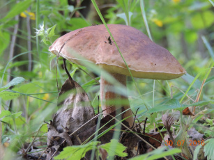 Картинка гриб+в+лесу природа грибы лес боровик осень гриб