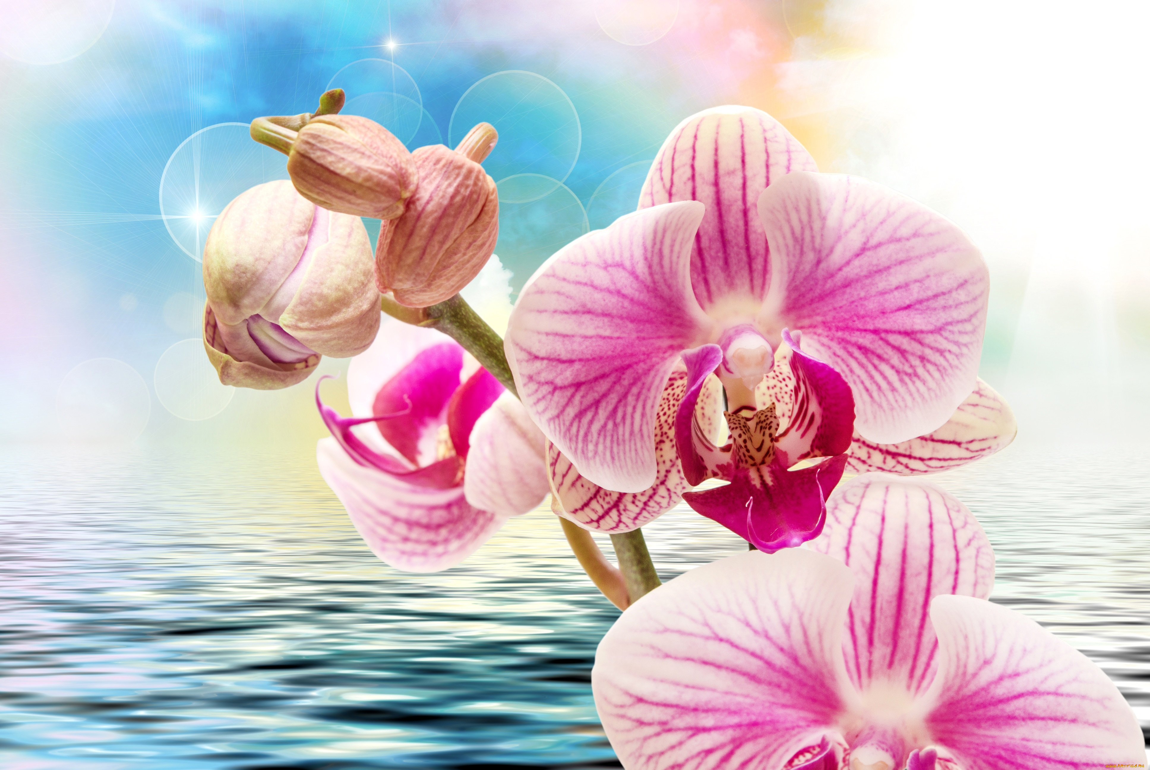 цветы, орхидеи, фон, крупным, планом, боке, вода, рябь, розовые, блики