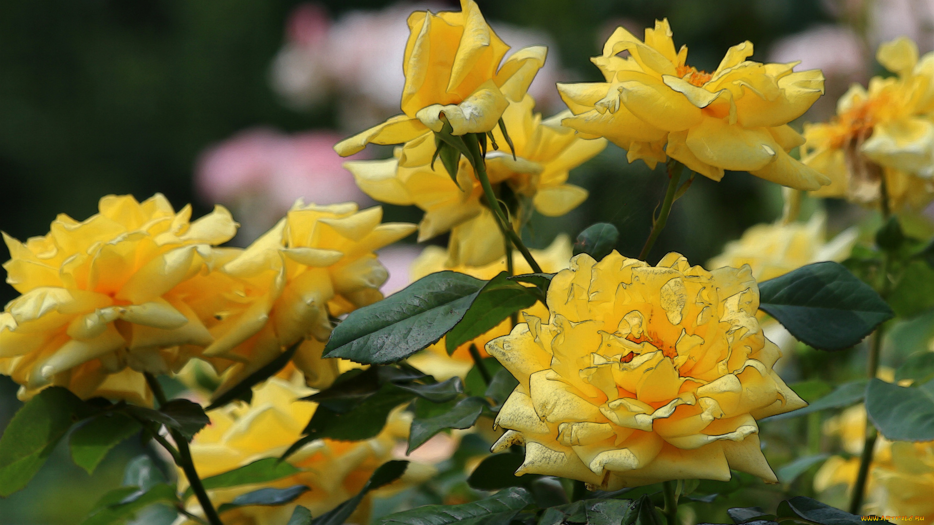 разное, компьютерный, дизайн, цветение, blossoms, листья, bud, rose, leaves, petals, лепестки, бутон, роза