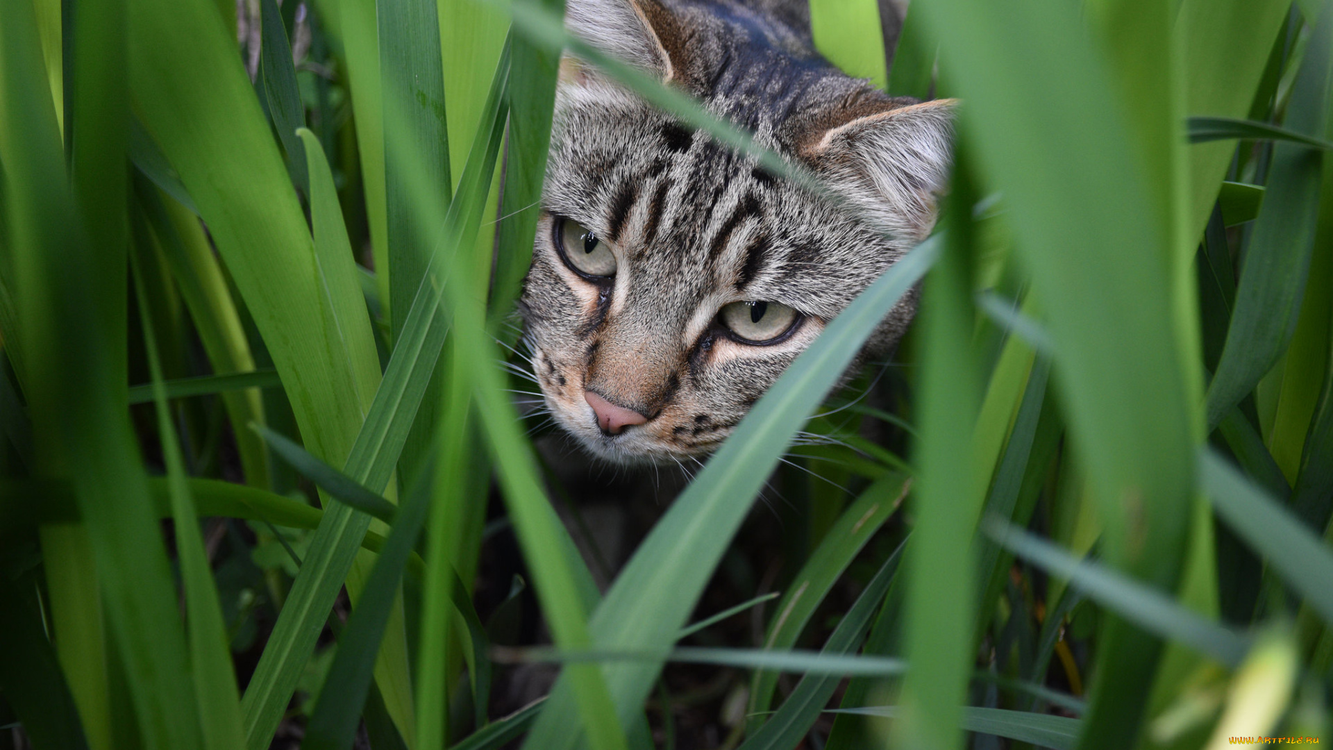 животные, коты, кот