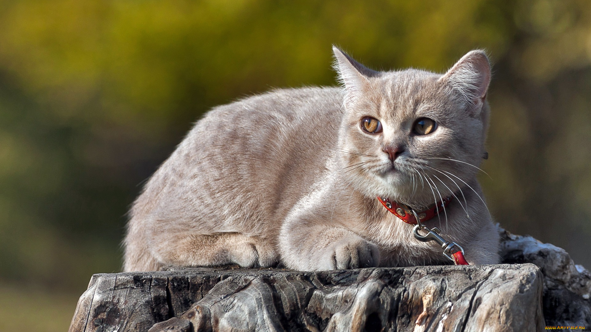 животные, коты, пень, ошейник