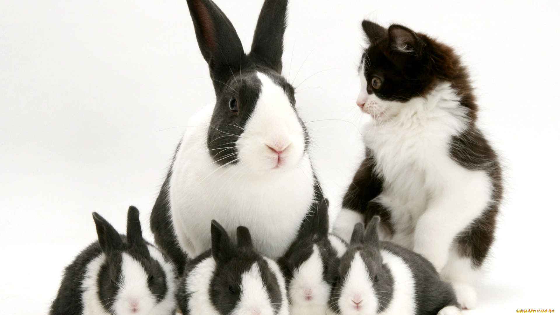 животные, разные, вместе, черно-белый, пятнистый, котенок, кролики