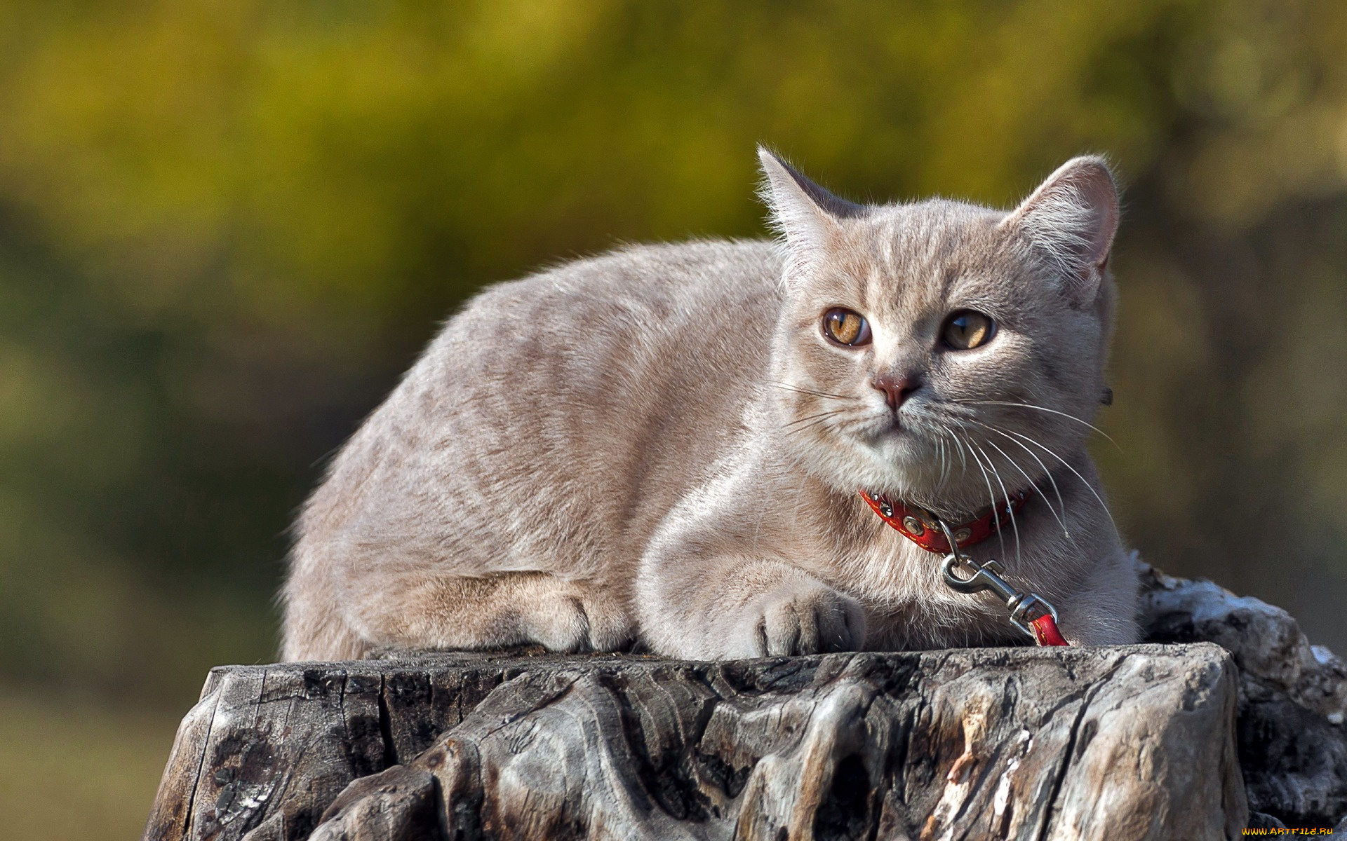 животные, коты, пень, ошейник