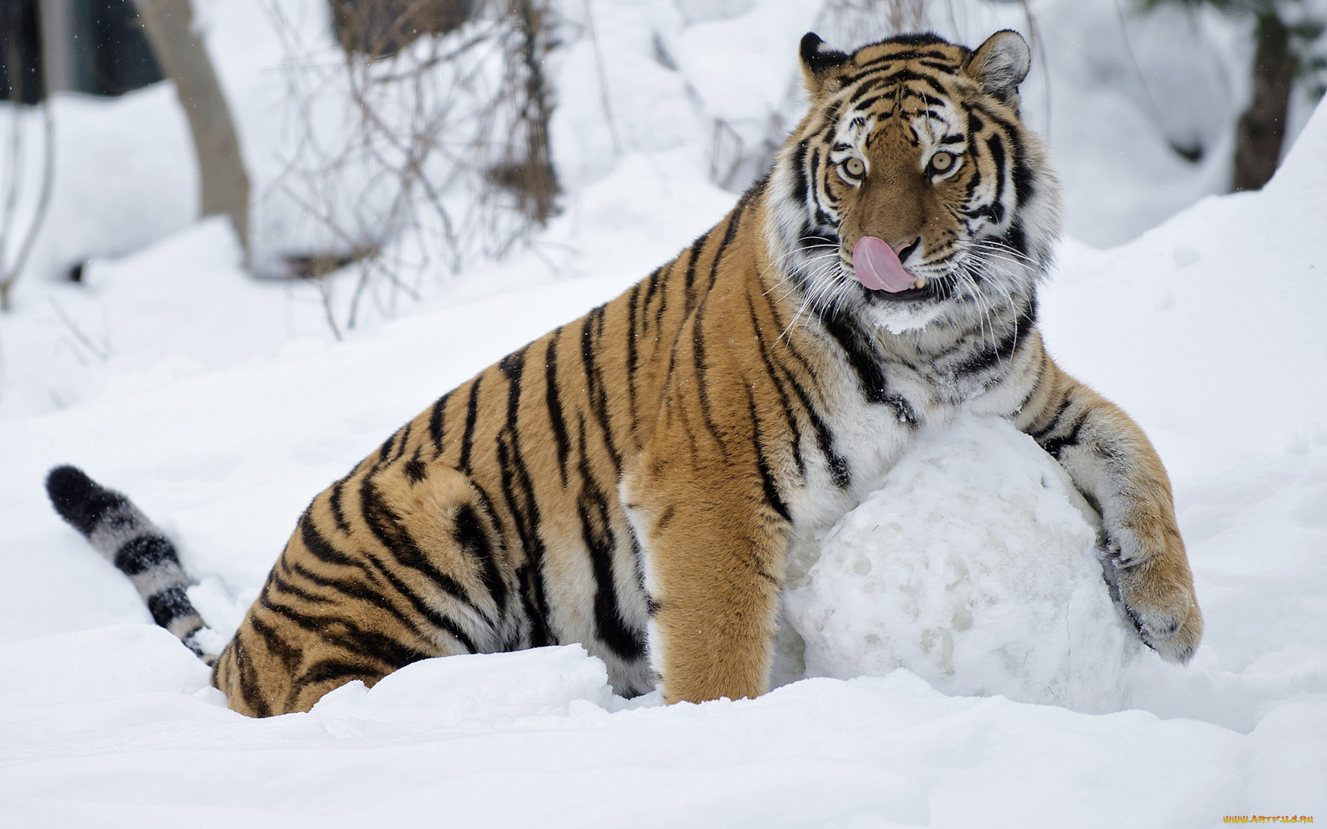 животные, тигры, взгляд, снег