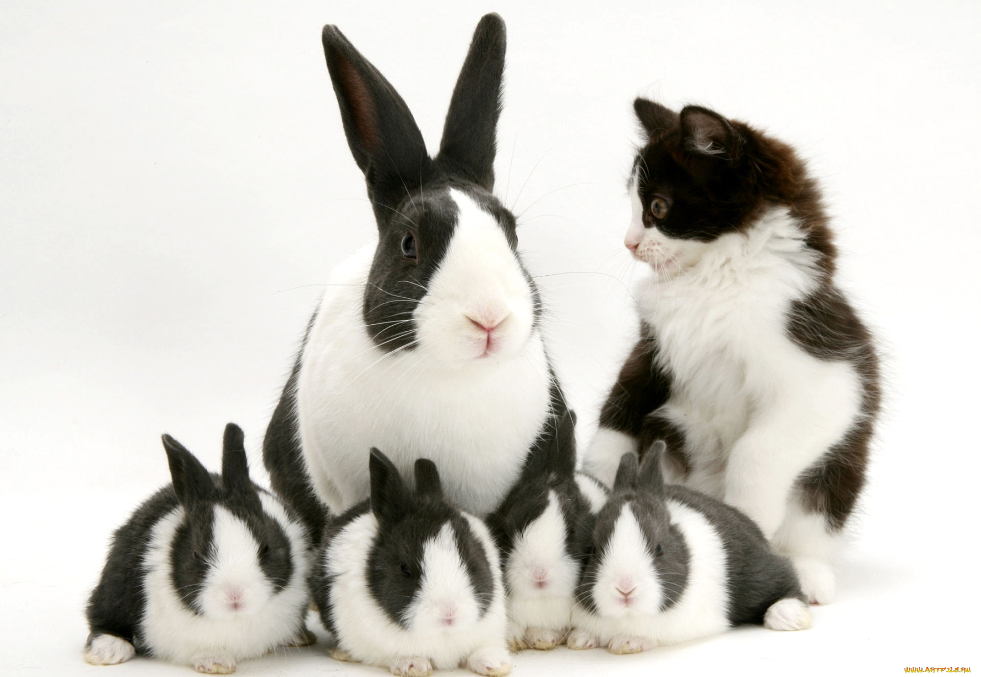 животные, разные, вместе, черно-белый, пятнистый, котенок, кролики