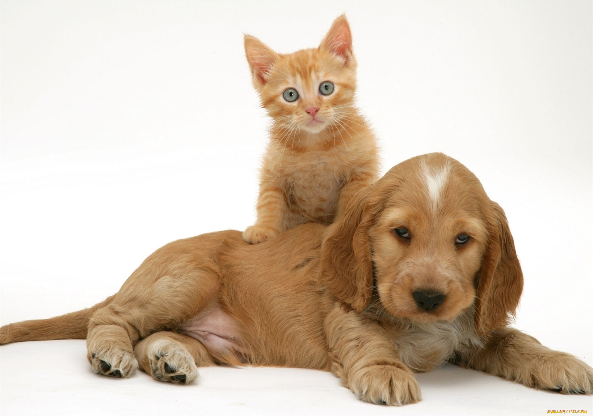 Say the pets. Кокер спаниель рыжий. Кокер спаниель и такса. Кокер спаниель и лабрадор. Собачки и кошечки.