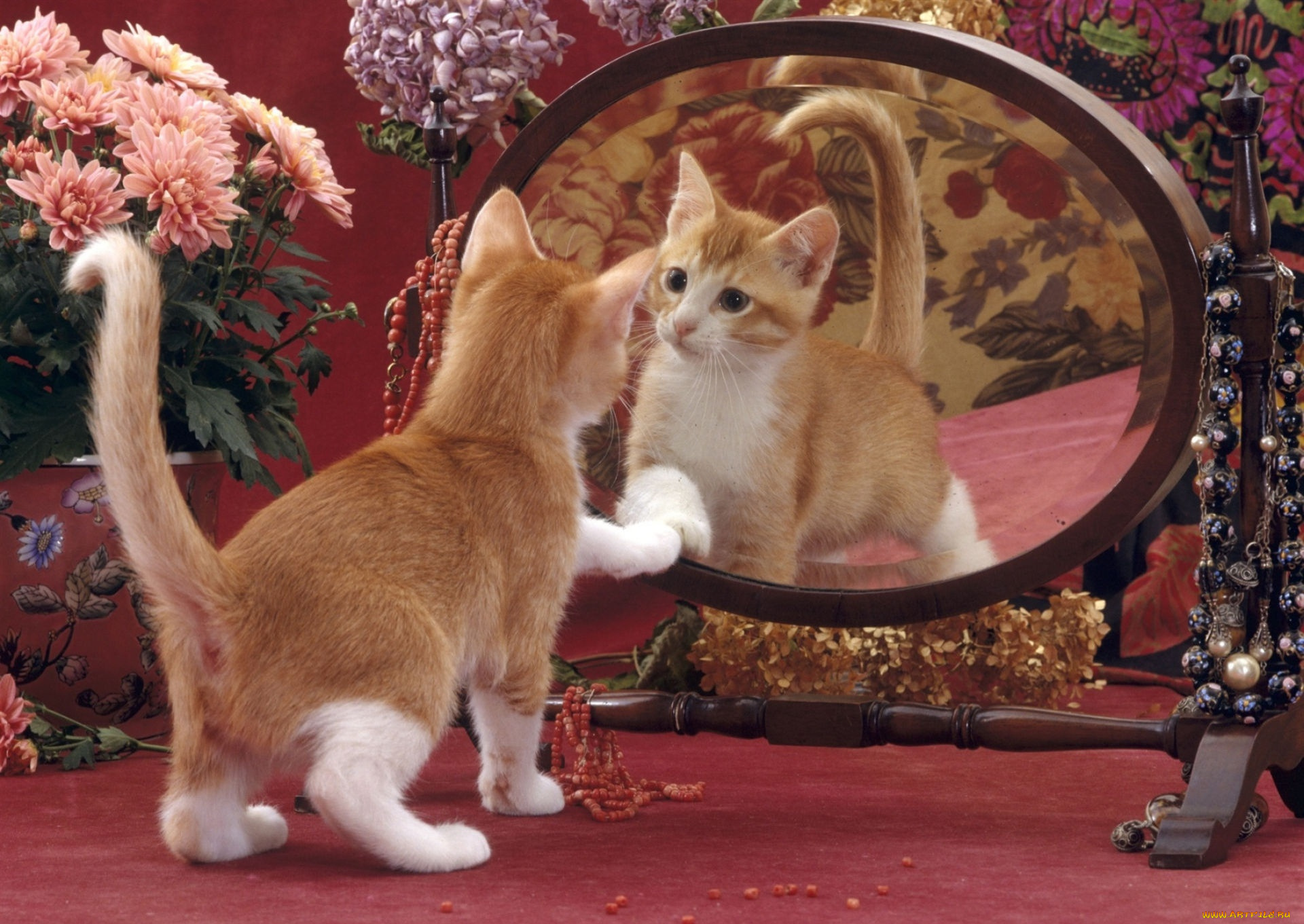 животные, коты, цветы, зеркало, отражение, котенок