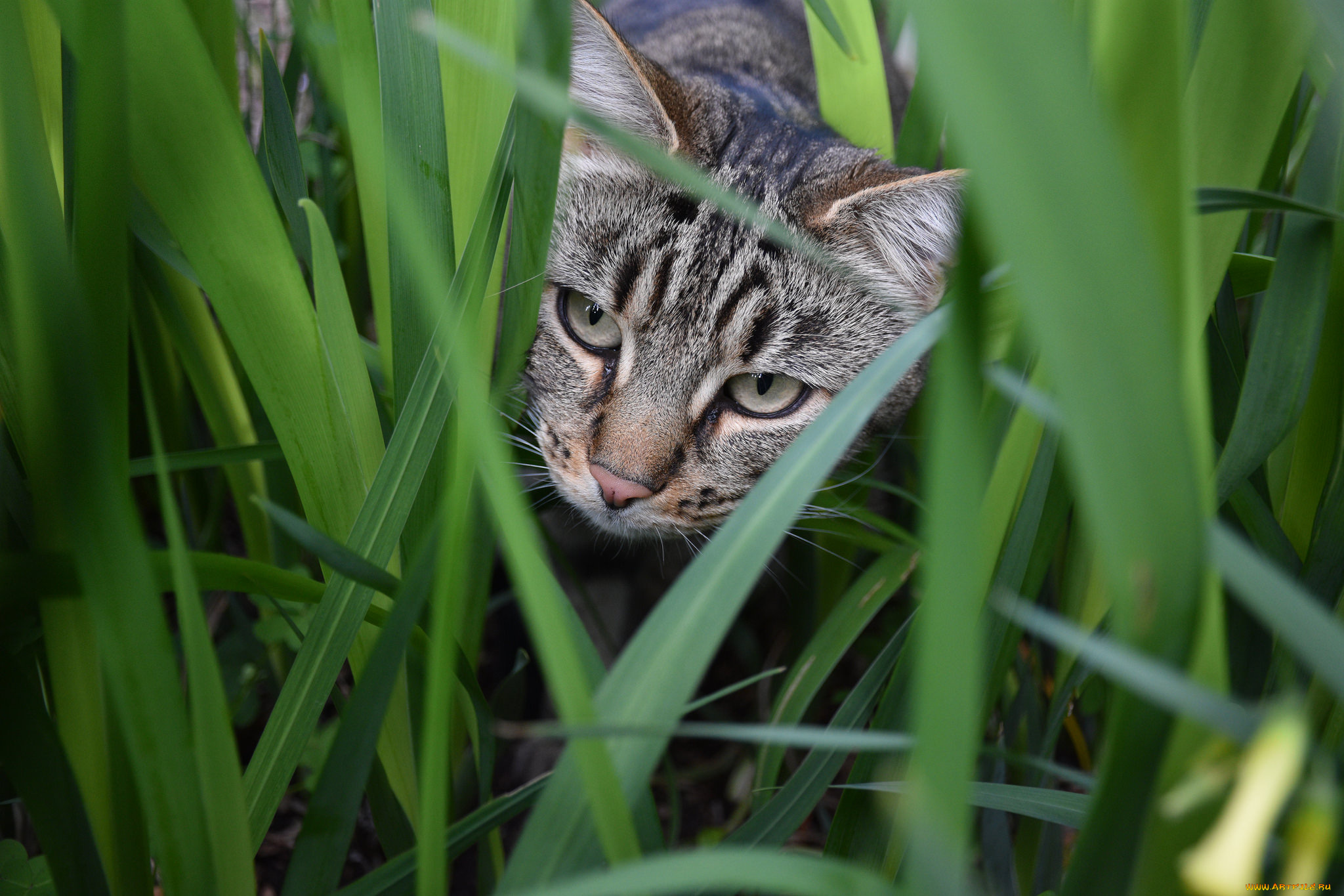 животные, коты, кот