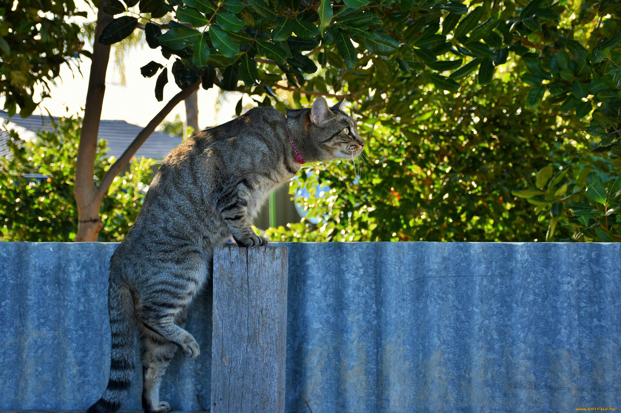 животные, коты, кот