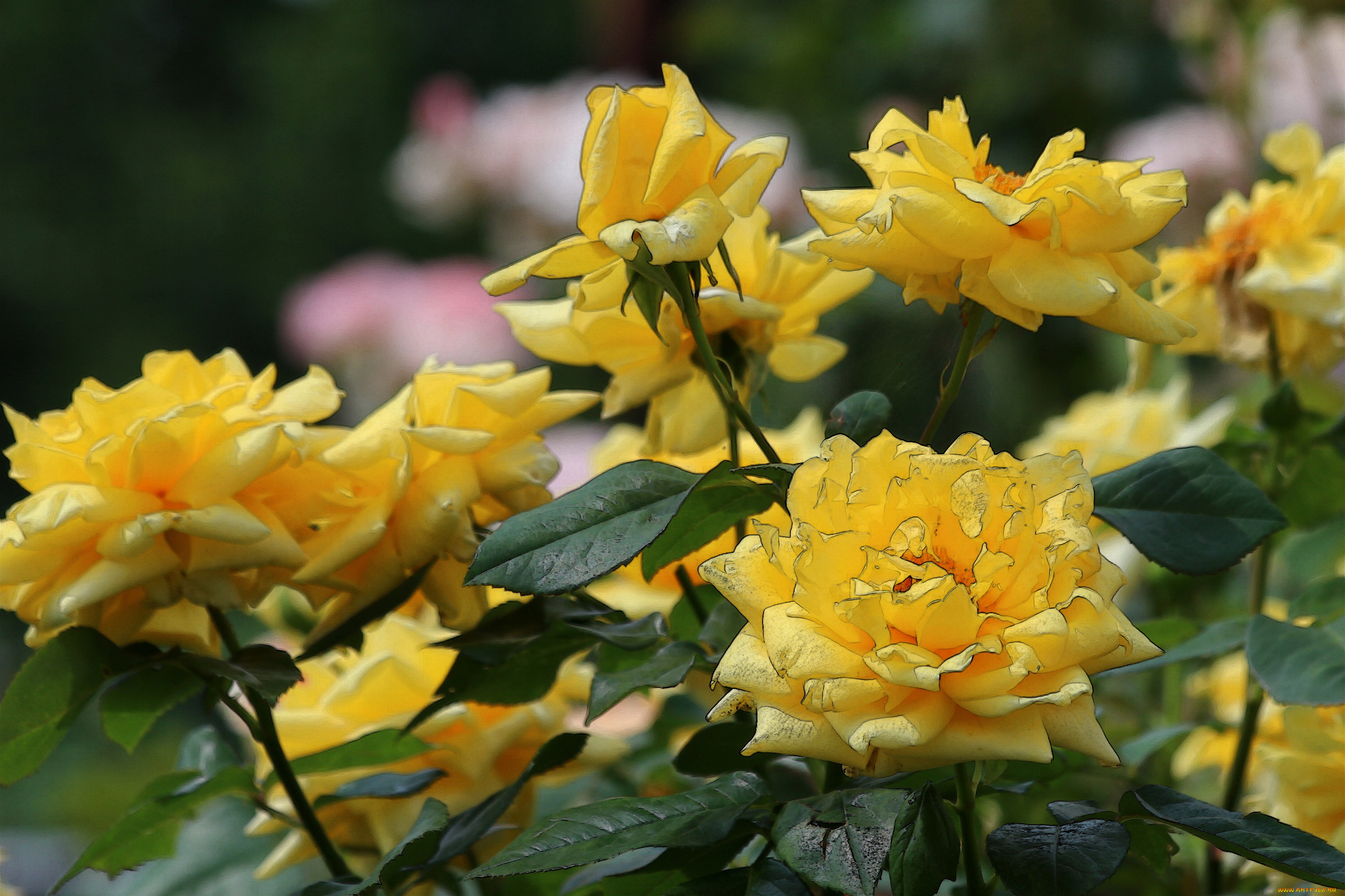 разное, компьютерный, дизайн, цветение, blossoms, листья, bud, rose, leaves, petals, лепестки, бутон, роза