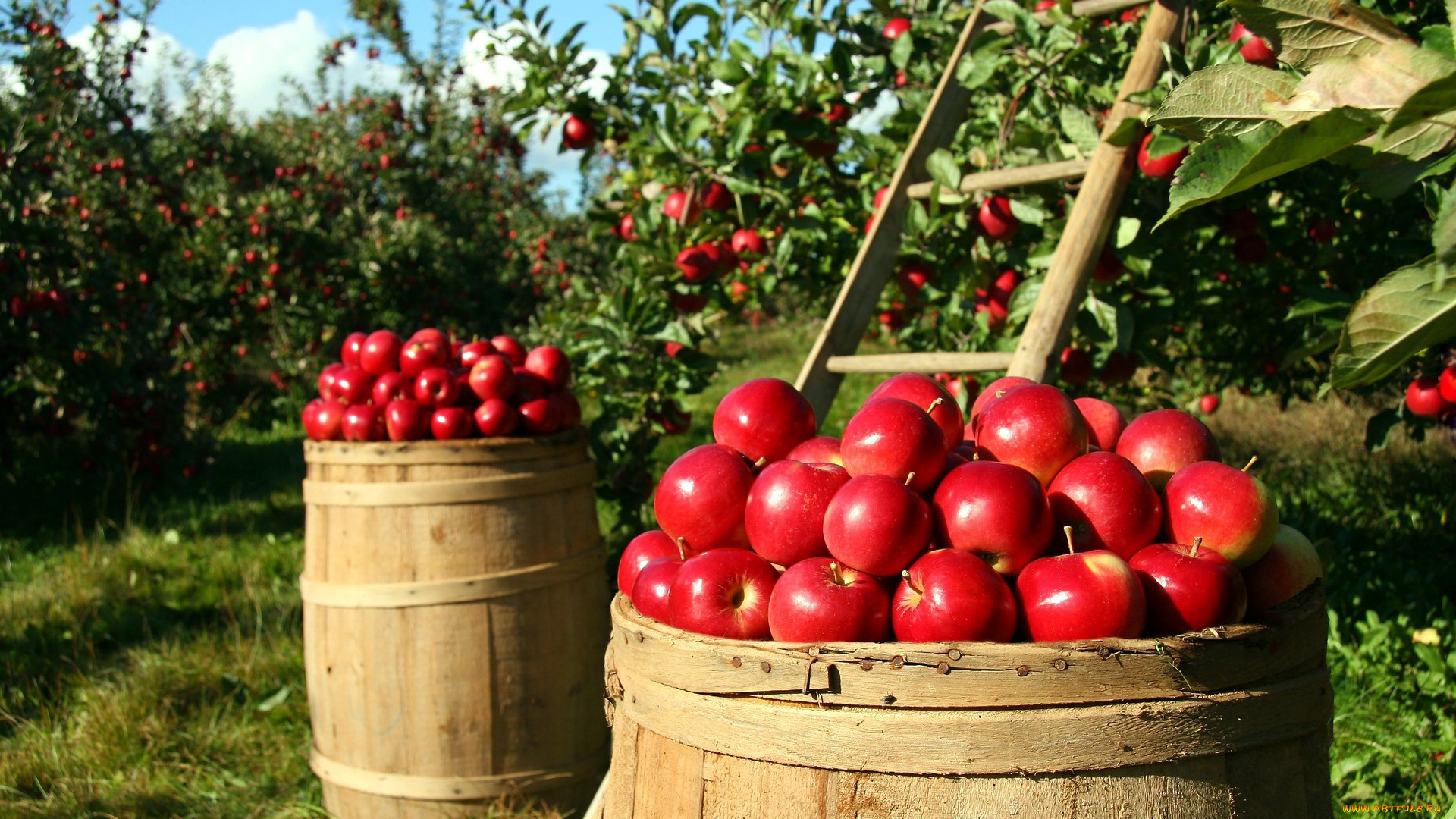 еда, Яблоки, яблоки, бочки, сад, урожай