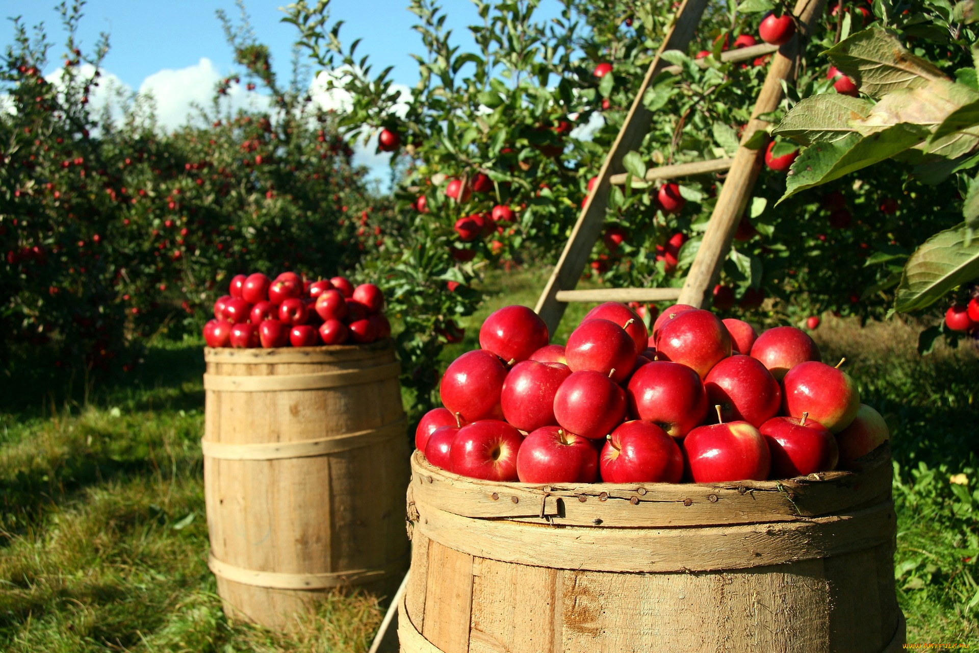 еда, Яблоки, яблоки, бочки, сад, урожай