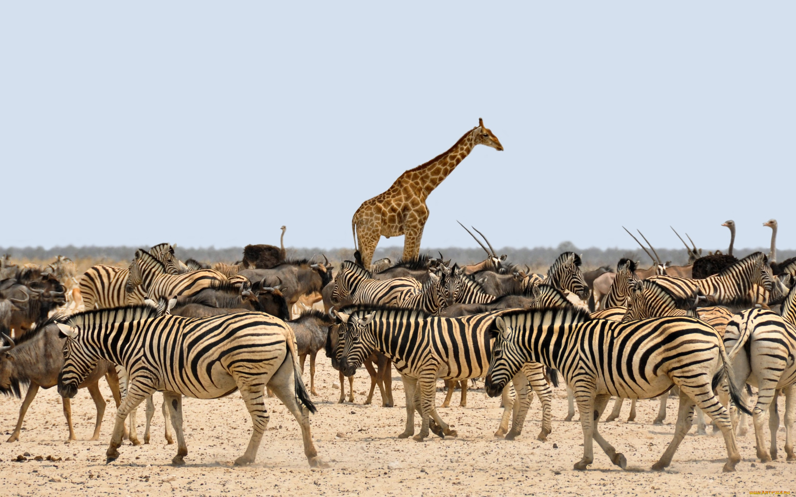 животные, разные, вместе, жираф, gnu, зебра, африка, намибия