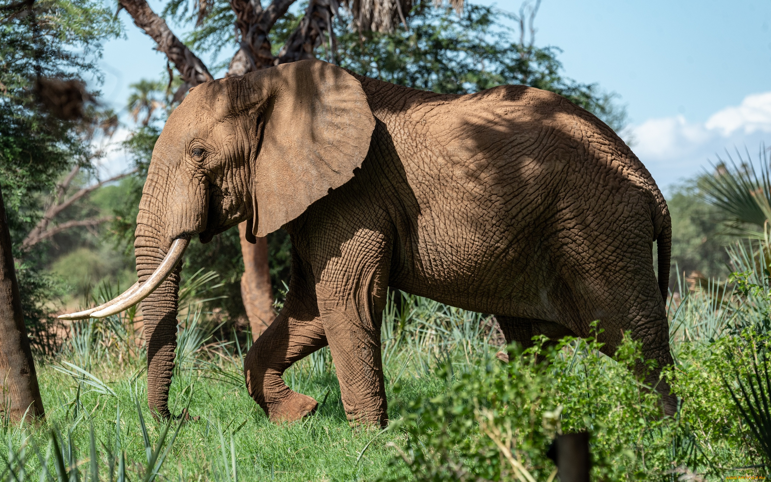 Сколько диких слонов. Саванный Африканский слон Африки. Африканский саванский слон. Африканский слон слон. Африканский саванный слон фото.